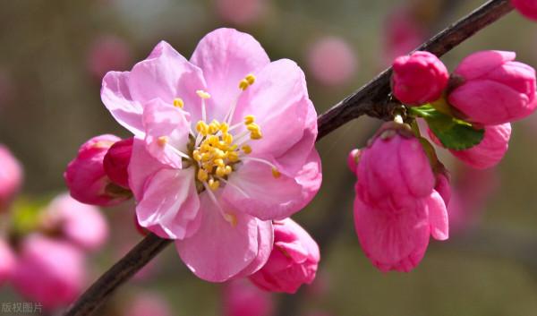 清水河裡那朵蓮（八十九）