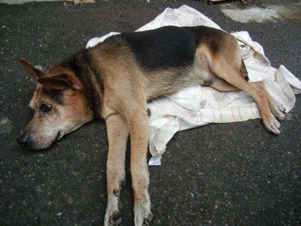 這些狗陪伴不了主人多久,最長壽的只有12年命 這些狗陪伴不了主人多久,最長壽的只有12年命