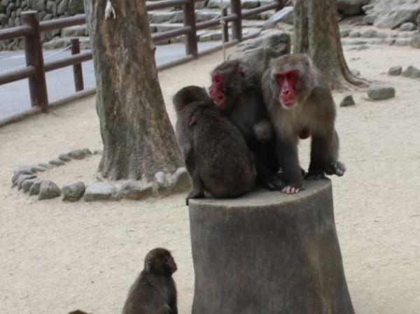 日本70年來首個母猴王!打跑公猴當上霸主,卻因";三角戀";地位不穩 日本70年來首個母猴王!打跑公猴當上霸主,卻因";三角戀";地位不穩