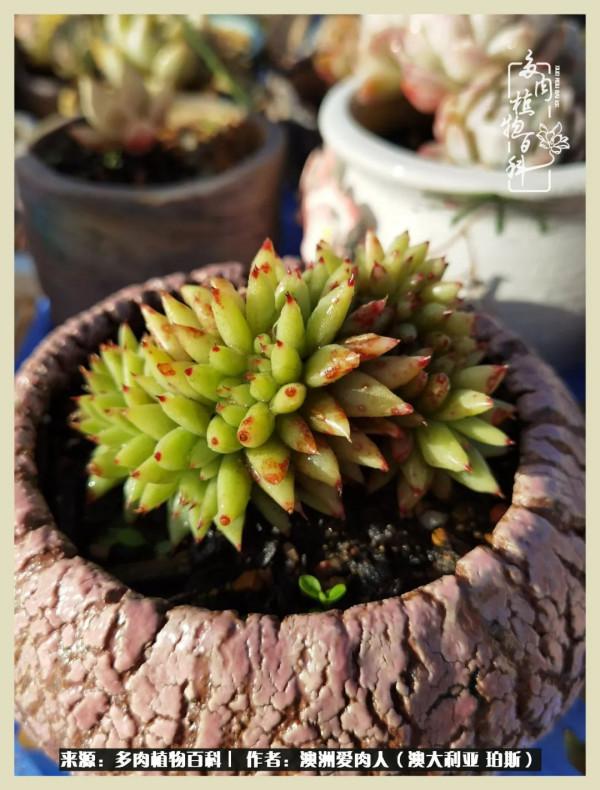 多肉變胖純屬正常,我的變胖卻是工傷 多肉變胖純屬正常,我的變胖卻是工傷