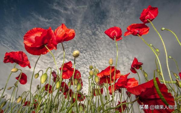 娶緬甸毒王女兒,四川打工仔變第一毒梟,死前悔悟錢再多也沒用 娶緬甸毒王女兒,四川打工仔變第一毒梟,死前悔悟錢再多也沒用