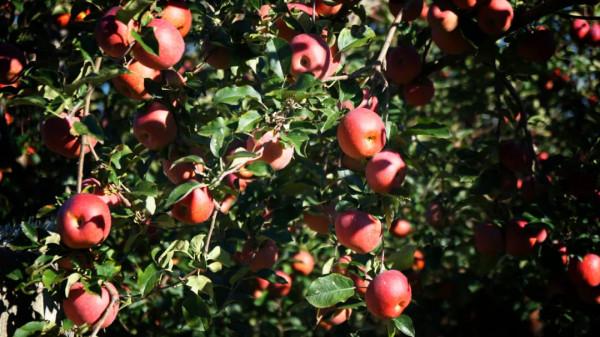 農村電商為什麼能啟用青年創業者？| 品牌新事