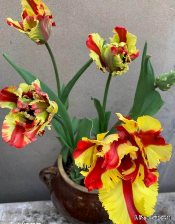 盆栽鬱金香，做好這5點，花開豔麗美如畫，妝點居家必備花