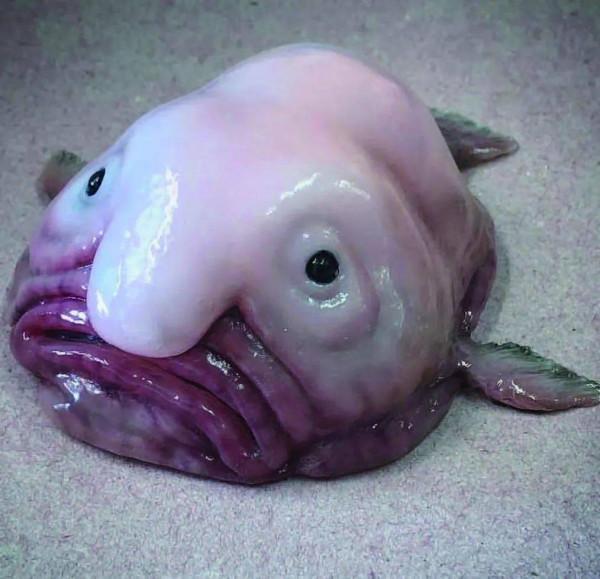 20個關於動物的圖片，居然有長得像綿羊的豬，長見識了