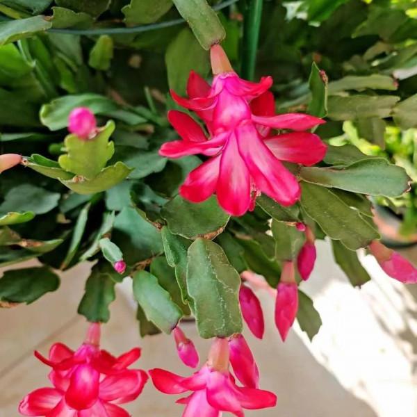 養花，妙用3種水，3種土，3種肥，輕鬆告別&OpenCurlyDoubleQuote;辣手摧花&rdquo;