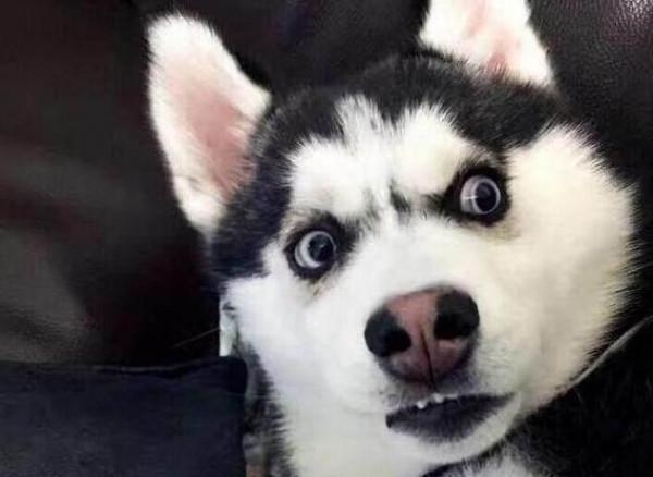 這幾種狗“死腦筋”，一輩子只認一位主人