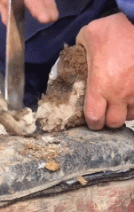 又髒又野,但真招人喜歡 又髒又野,但真招人喜歡