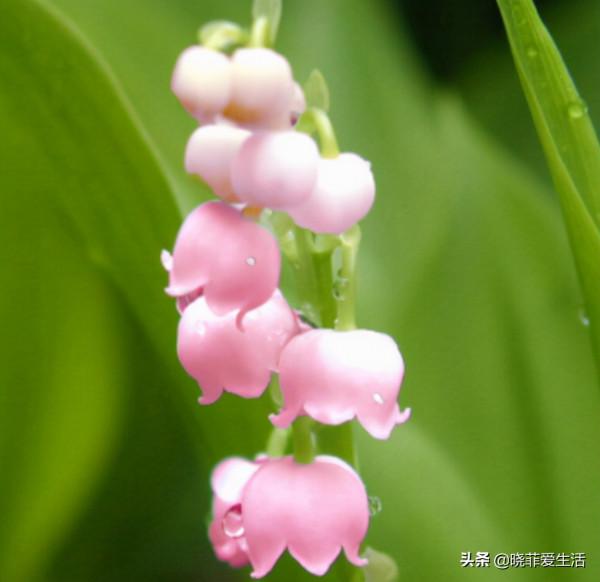 漂亮的有毒花！認識20種“大毒花”，遠離危險