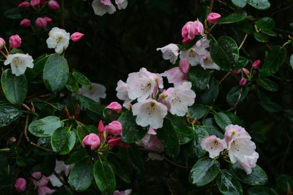 杜鵑花綻放，等你邀約