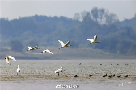 成群白琵鷺飛抵鄱陽湖越冬