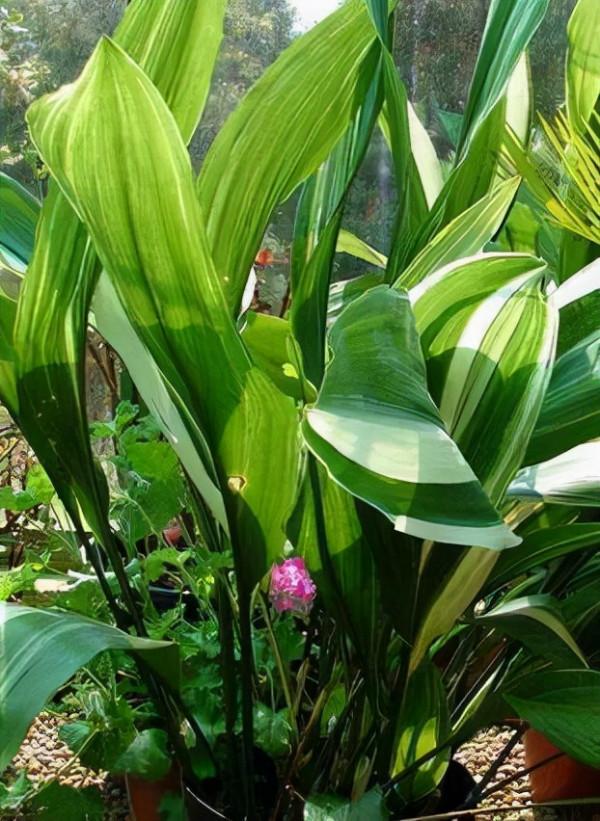 5種“懶人花”適合客廳養，怎麼折騰也不死，越是“賤養”越爆棚