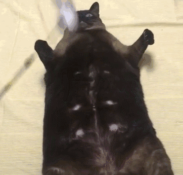 最“受歡迎”的幾種貓咪,附上市場價格,別再買貴了 最“受歡迎”的幾種貓咪,附上市場價格,別再買貴了