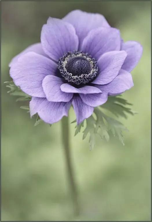 分享40多種美麗的鮮花