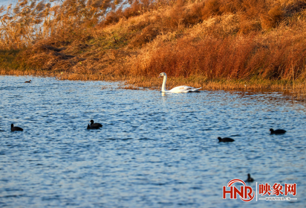 北龍湖上的冬日精靈
