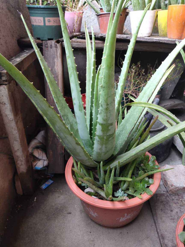 家裡養的蘆薈，養生還美容，學會澆水長得更壯