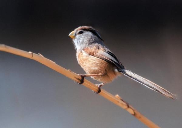 北京門頭溝生態改善引百鳥 冬季永定河成珍禽樂園