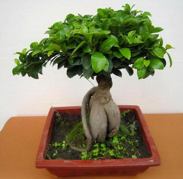 如何巧妙地給“榕樹盆景”施肥,葉大色深,長勢好 如何巧妙地給“榕樹盆景”施肥,葉大色深,長勢好