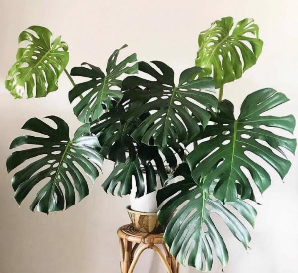 龜背竹不開背？關鍵原因就1個，合理改善葉片個個比臉大