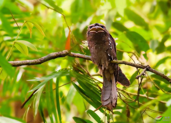 這種鳥被譽為行走的油包,儘管吃素但因為太胖,常被捉來熬油 這種鳥被譽為行走的油包,儘管吃素但因為太胖,常被捉來熬油
