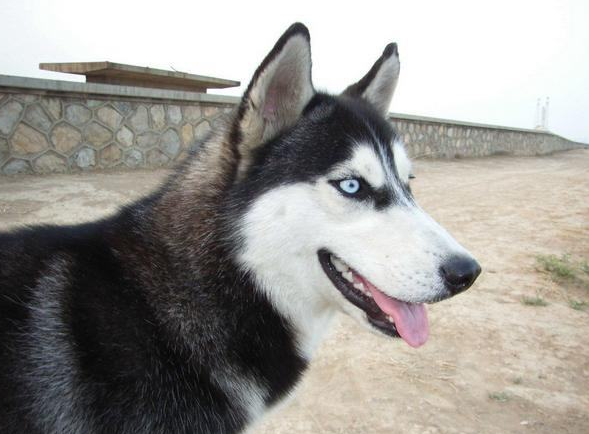 被評為&OpenCurlyDoubleQuote;無攻擊性&rdquo;的3種狗，城市也能養