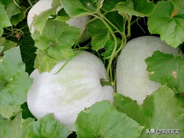 獨處是自我的豐富(二) 獨處是自我的豐富(二)