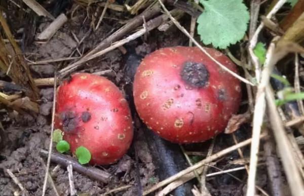 20種美味的野果子,你還記得幾種?一起來認識下,漲知識不吃虧 20種美味的野果子,你還記得幾種?一起來認識下,漲知識不吃虧