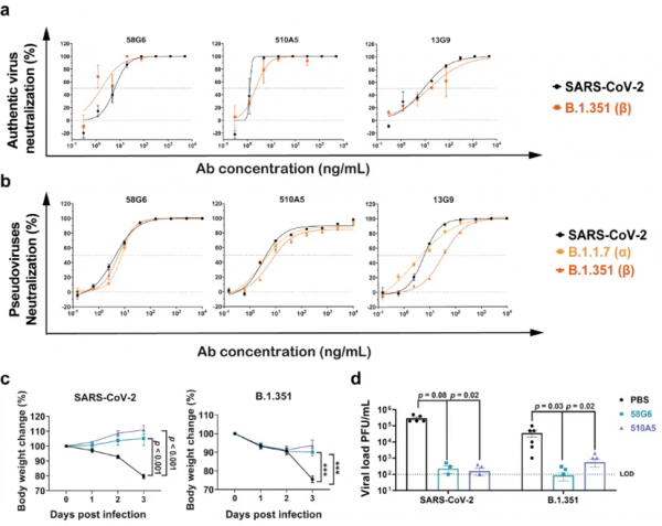 重慶醫科大學科研團隊發現3個新冠病毒超強抗體