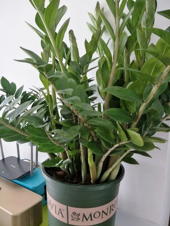 5種“懶人花”適合客廳養，怎麼折騰也不死，越是“賤養”越爆棚