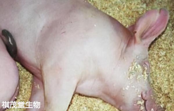 透過豬糞便識豬病!快速防治豬痢疾白黃痢腹瀉胃腸炎的中藥方劑 透過豬糞便識豬病!快速防治豬痢疾白黃痢腹瀉胃腸炎的中藥方劑