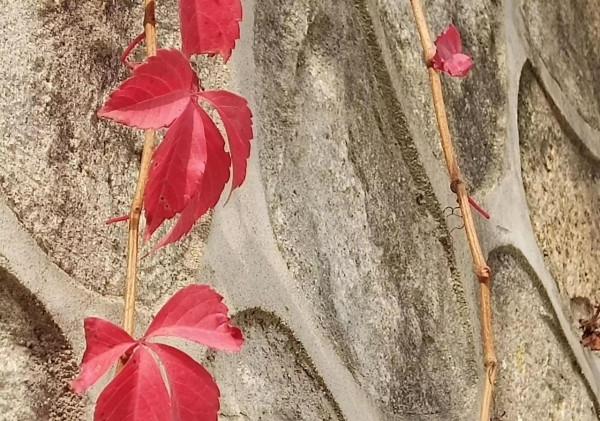 詩人馬躍秋末自由詩《秋天的傾訴》/圖為手機隨拍