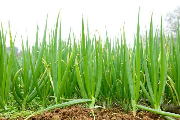 移栽大蔥，為何將蔥秧曬一曬再定植？難道趁鮮移栽不好嗎