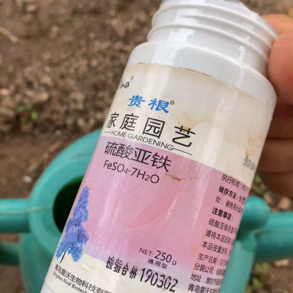 8種花是&OpenCurlyDoubleQuote;醋罈子&rdquo;，半月一杯醋，不黃葉，花開爆