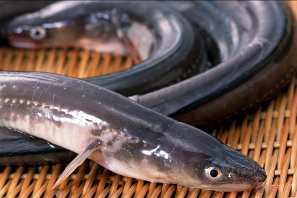 天冷進補多吃魚肉，這5道魚的做法最是解饞，營養好吃，孩子都愛