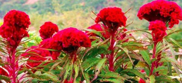 十二生肖對應的幸運花