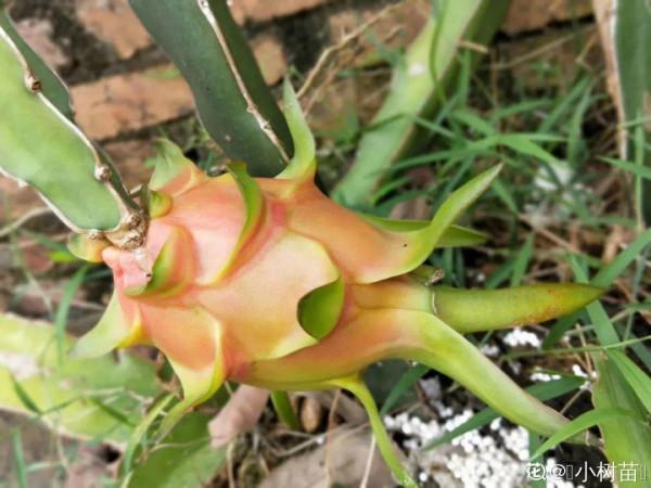 50種花春天播種，長滿小院子，能開一整年