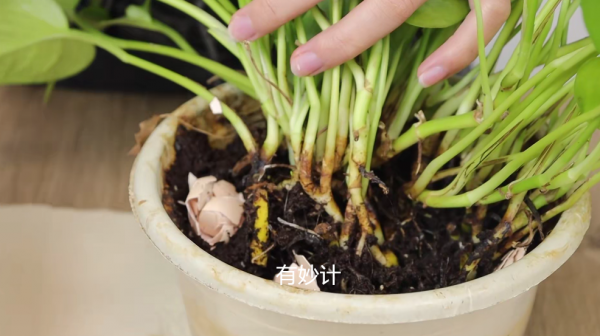 花盆中撒一把，再難養的花，幾天就能根壯葉綠長爆盆，太厲害了