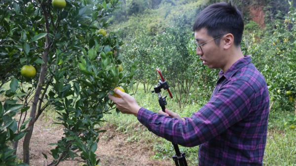 德慶四個貢柑認養基地現場直播果樹生長情況 保障認養者消費權益