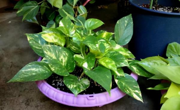 綠蘿黃葉掉葉只剩光桿，扔了再買太可惜，扦插枝條就能快速長滿盆