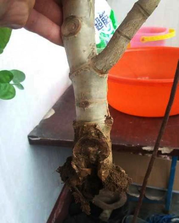 容易因多澆水而死的“18種花”，養不活都是由於手太勤