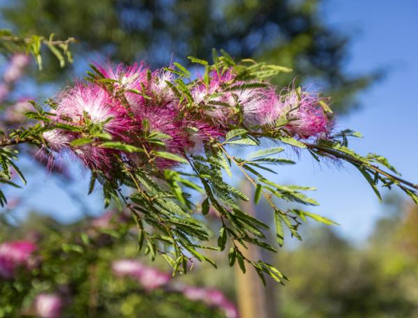 合歡花綻妍 合歡花綻妍
