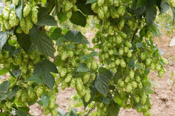 用啤酒花是高檔啤酒?用啤酒花浸膏是低檔啤酒?都不對!別搞錯了 用啤酒花是高檔啤酒?用啤酒花浸膏是低檔啤酒?都不對!別搞錯了