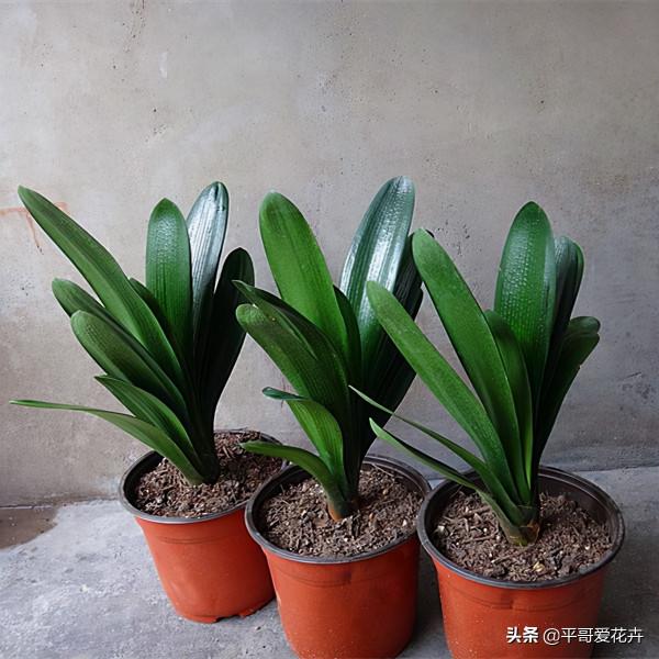 網購需謹慎，元旦將近，花販子常見的3種“套路”，您中招了嗎