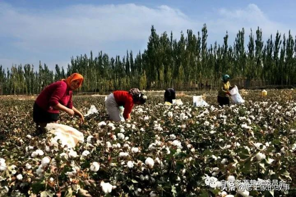 「產業發展」十大模式“引爆”林下經濟發展