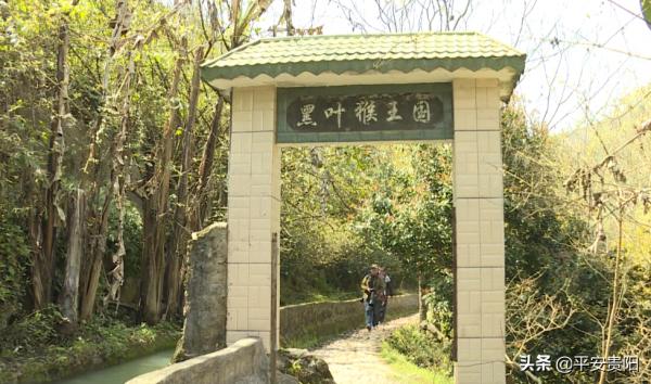 國家一級保護動物！全球只有1900多隻的野生黑葉猴，在貴州這裡就有1200多隻！