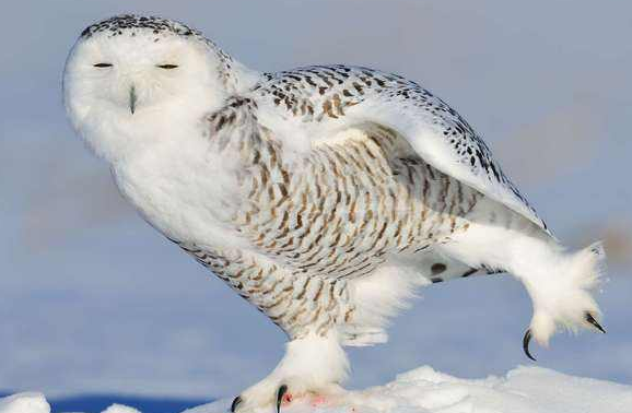 66張圖片帶你看看，那些有著驚豔“顏值”的動物