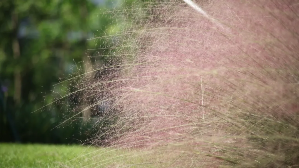 粉色浪漫再次籠罩浦東濱江，這個網紅打卡地等你來