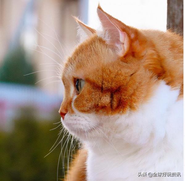 民間貴妃橘～貓（Russia 喵）