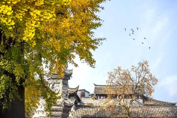 街子 一棵樹撐起了一個古鎮的初冬