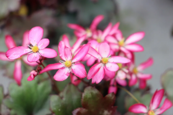瑞虎迎春，虎耳招財！翩翩起舞的小精靈，輕鬆開成夢幻花毯
