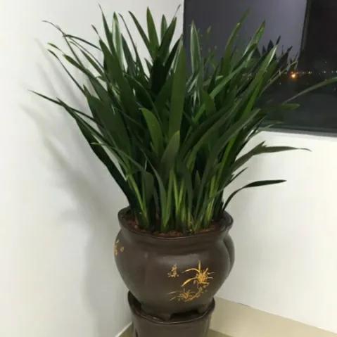 8種廢料你別扔,留著養花有妙用 8種廢料你別扔,留著養花有妙用